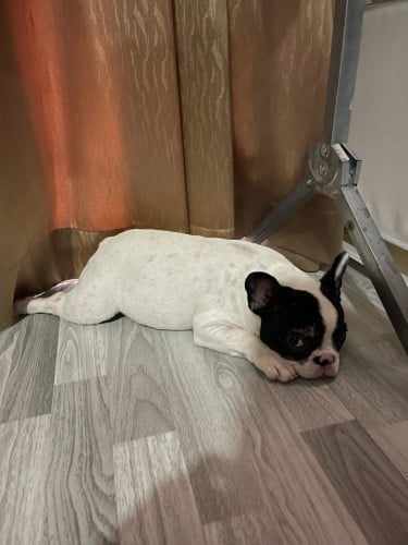 French Bulldog 6 months babe (1Set)