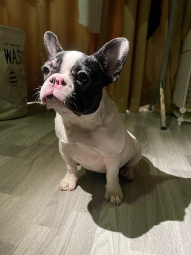French Bulldog 6 months babe (1Set)