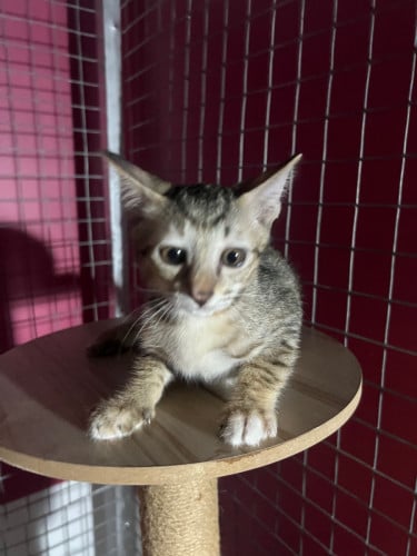 I sell kittens to good hands.