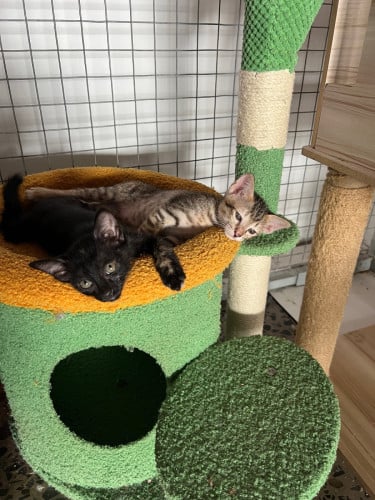I sell kittens to good hands.