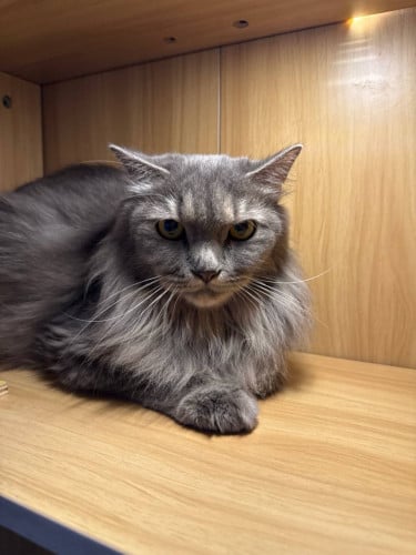 Male 2years already  neutering gentle baby