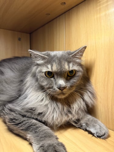 Male 2years already  neutering gentle baby