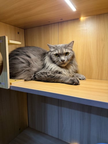 Male 2years already  neutering gentle baby