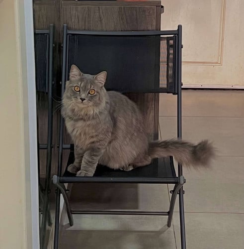 Male 2years already  neutering gentle baby