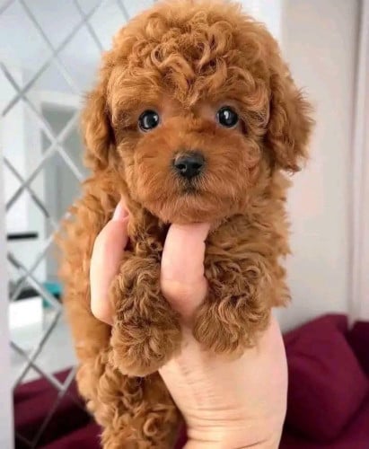 Poodle