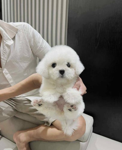 Poodle