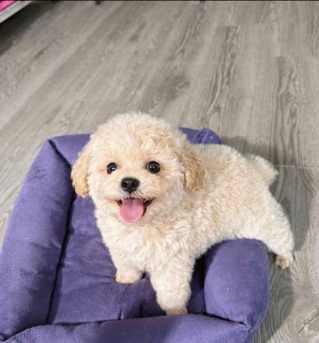 Poodle