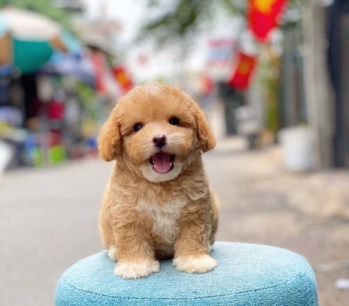 Poodle tcup