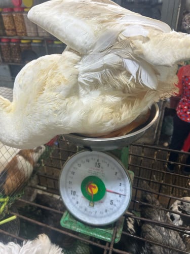 我有鵝出售