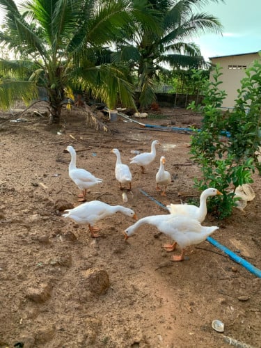 លក់​ទាំងអស់​ ឈប់ចឹញ្ចឹម​