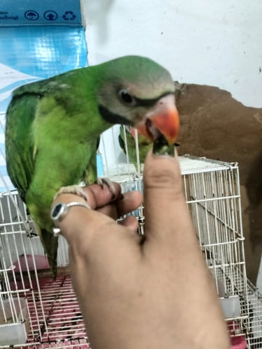 លក់សេកចេះនិយាយ