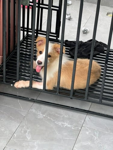មានឆ្កែពូជ Border Collie ពណ៌មាស ពណ៌ត្នោតកាហ្វេ និងពណ៌ខ្មៅ។边境牧羊犬,金色,咖啡色,黑色 #Border Collie