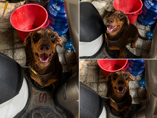 មានអ្នកស្រលាញ់ទេDachshund