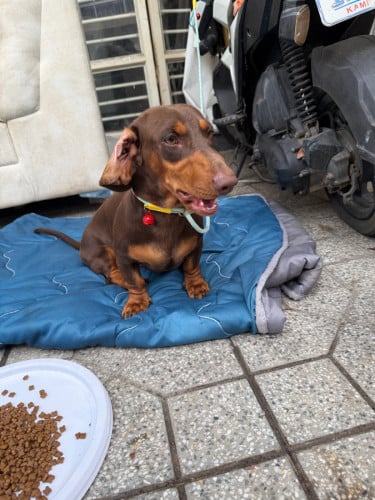មានអ្នកស្រលាញ់ទេDachshund