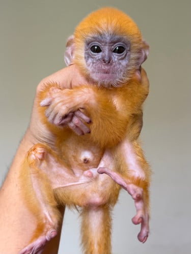 កូនស្វាព្រាម Monkey Baby