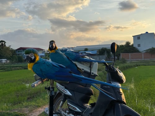 Blue and gold  Macaw