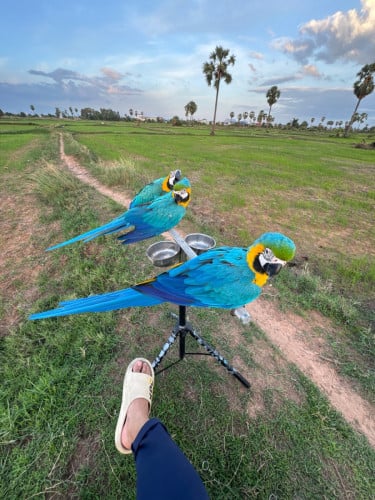 Blue and gold  Macaw