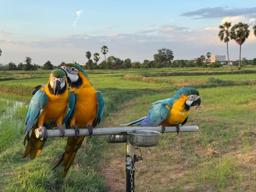 Blue and gold  Macaw