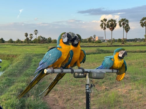 Blue and gold  Macaw