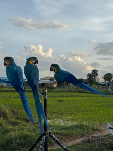 Blue and gold  Macaw