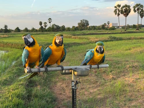 Blue and gold  Macaw
