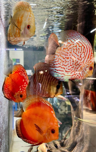 Discus