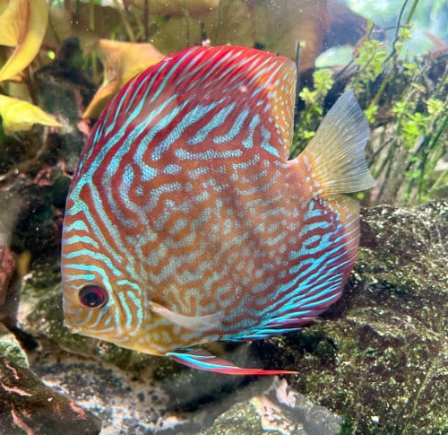 Discus