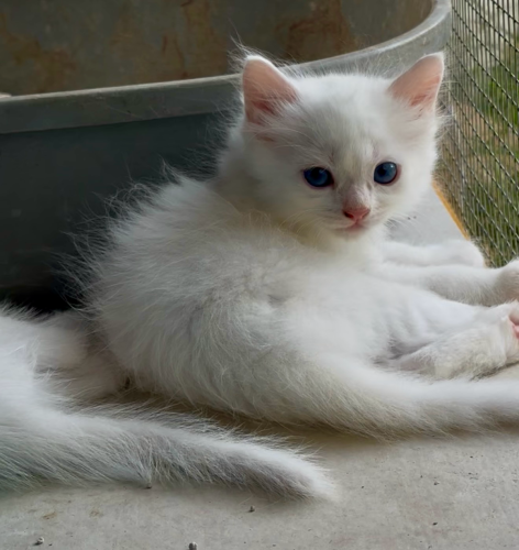 Little kitten