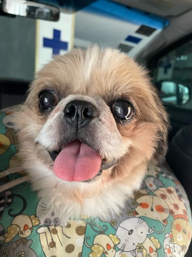 Pekingese Dog breeds