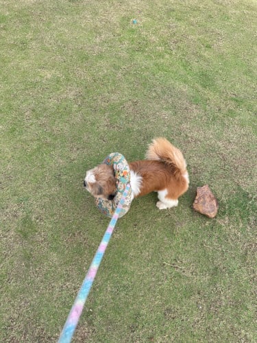 Pekingese Dog breeds