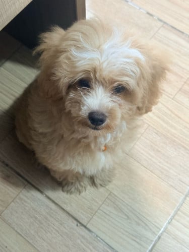 Poddle 3 month