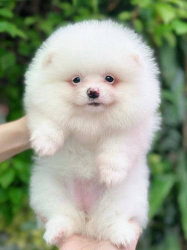 Pom Tcup