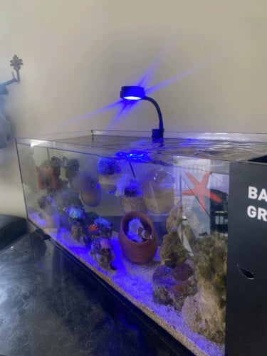 Saltwater Aquarium - 50L long tank including 2 clownfish, corals and invertebrates