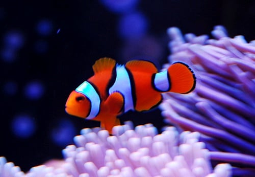Saltwater Aquarium - 50L long tank including 2 clownfish, corals and invertebrates