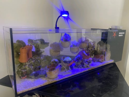 Saltwater Aquarium - 50L long tank including 2 clownfish, corals and invertebrates