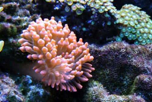 Saltwater Aquarium - 50L long tank including 2 clownfish, corals and invertebrates