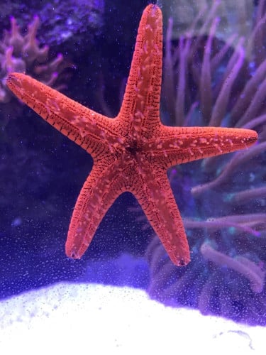 Saltwater Aquarium - 50L long tank including 2 clownfish, corals and invertebrates