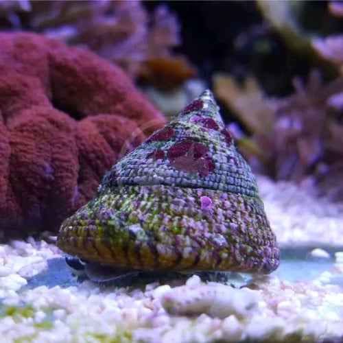 Saltwater Aquarium - 50L long tank including 2 clownfish, corals and invertebrates