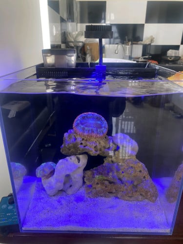 Saltwater tank - 20L nano cube with Corals and 2 Coris Juvenile