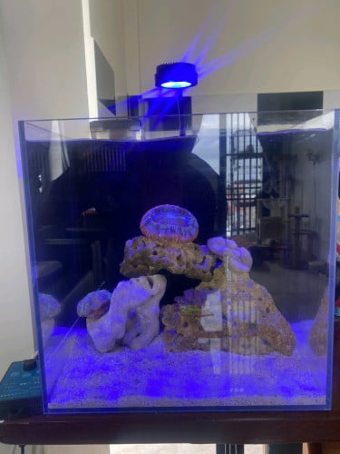 Saltwater tank - 20L nano cube with Corals and 2 Coris Juvenile