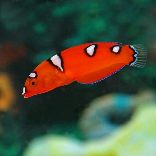 Saltwater tank - 20L nano cube with Corals and 2 Coris Juvenile