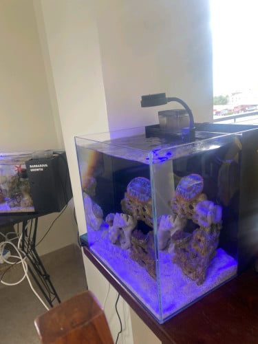 Saltwater tank - 20L nano cube with Corals and 2 Coris Juvenile