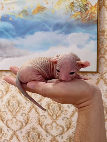 Sphynx Cat ( ឆ្មាអត់រោម )
