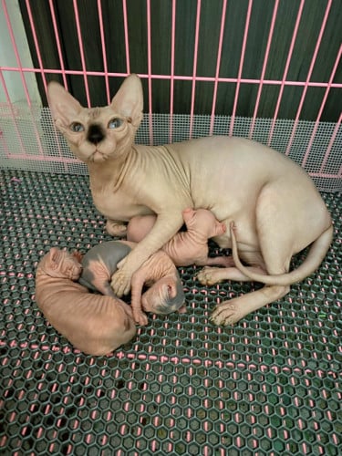 Sphynx Cat ( ឆ្មាអត់រោម )