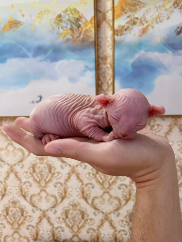 Sphynx Cat ( ឆ្មាអត់រោម )