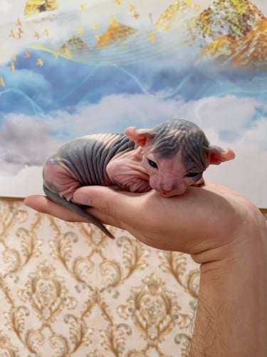 Sphynx Cat ( ឆ្មាអត់រោម )