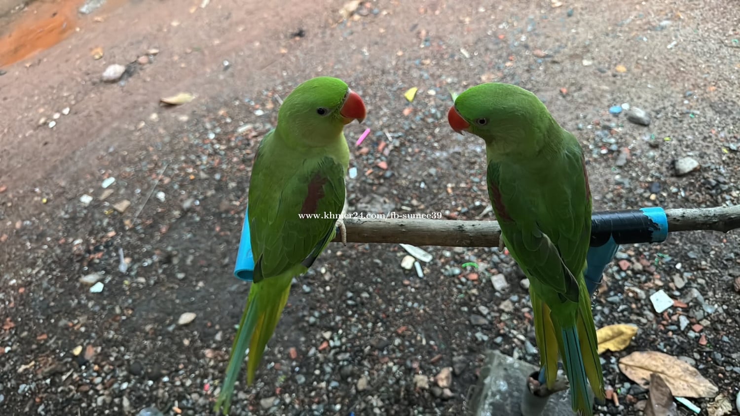 សេកសោមគូញីឈ្មោល