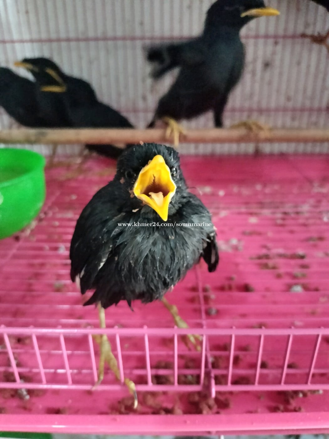ស្អាតចេះនិយាយ