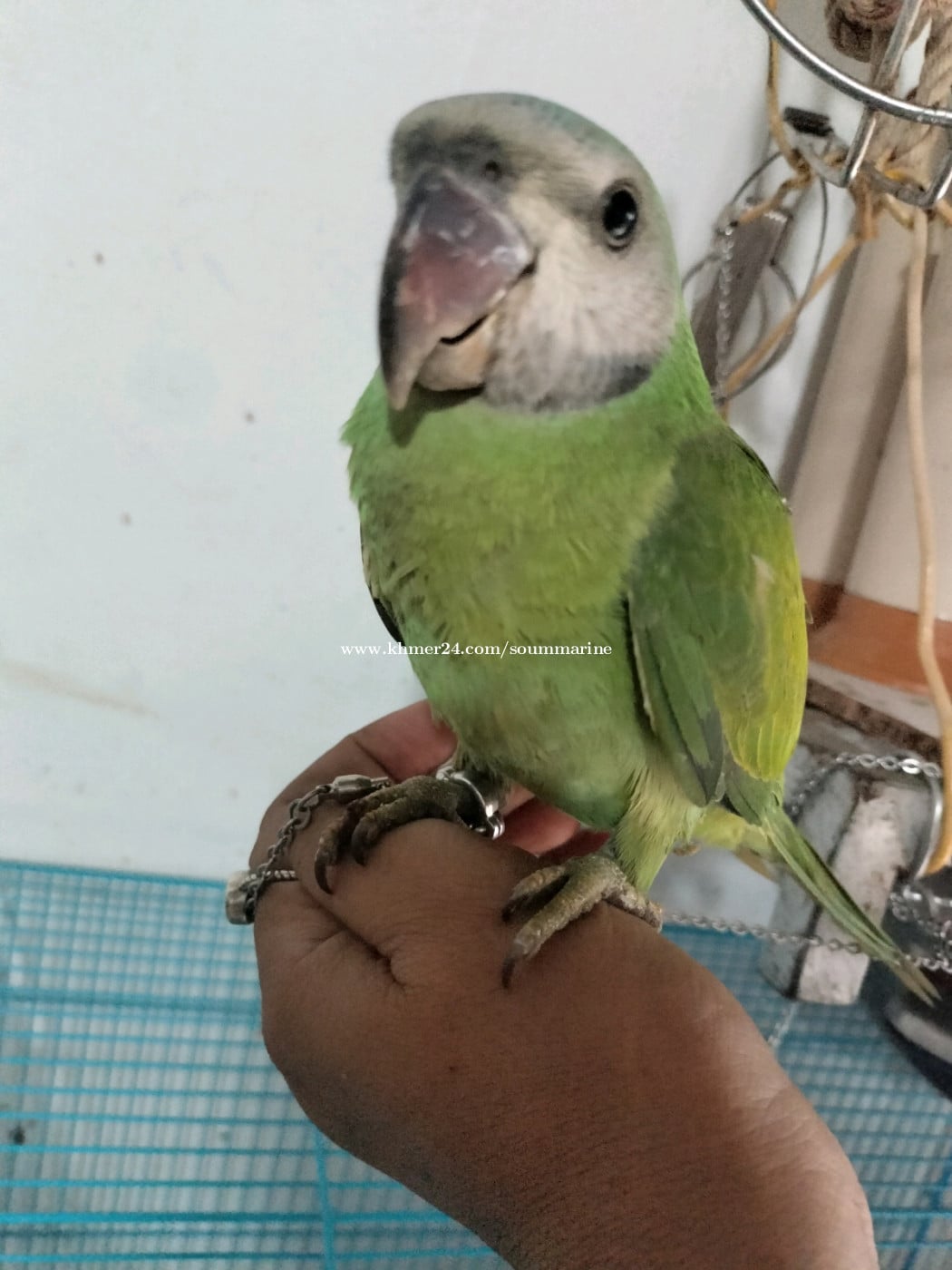 សេកចេះនិយាយ