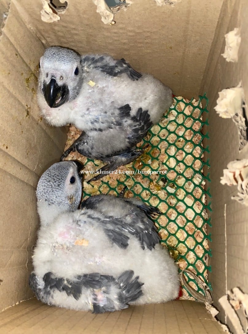កូនសេក African grey 7រយក្រាស់